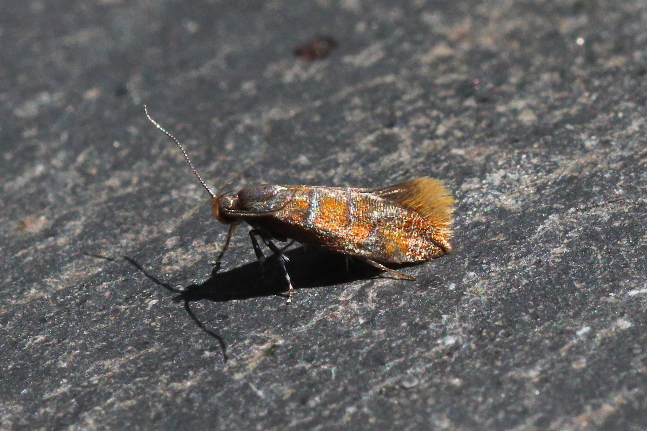 Photo of Kent Tubic (Promalactis procerella)